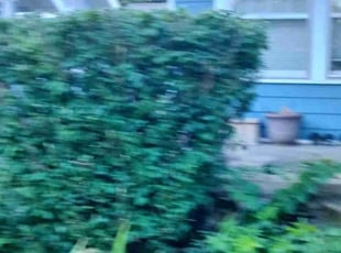 Bush Trimming by Ronald Bell for Lauren L. in Kansas City, MO