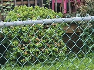 Elaine k.'s Bush Trimming service result