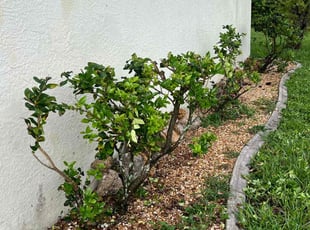 Bush Trimming by Allan Ramirez for Zachary M. in Cape Coral, FL
