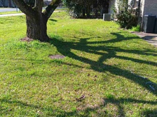 Kelly M.'s Lawn Mowing service result