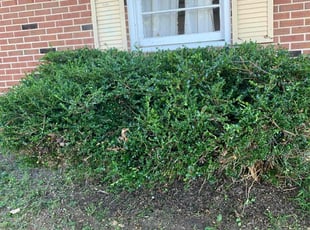 Bush Trimming by Francisco Hernandez for Kelly M. in York, PA
