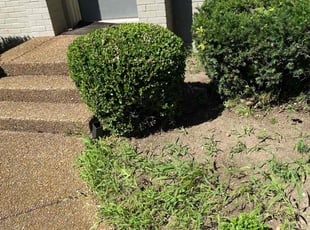 Bush Trimming by Hector Milan for Cassie W. in Franklin, TN
