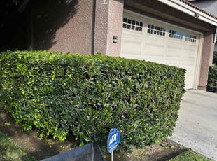 Bush Trimming by Vincent Angelo Consiglio for Tony H. in Rancho Cucamonga, CA