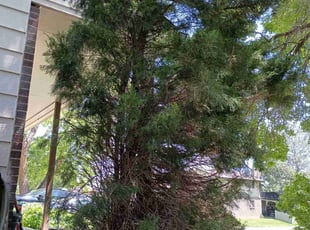 Bush Trimming by Fernando Salinas for Sasha G. in Arvada, CO