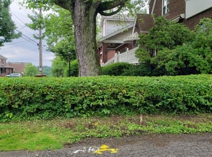 Bush Trimming by Brandon Morris for Miriam W. in Pittsburgh, PA