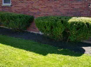 Bush Trimming by Gaylon Snyder for Ivy W. in Buffalo, NY