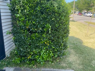 Bush Trimming by Andree Dualan for Ryan G. in Virginia Beach, VA