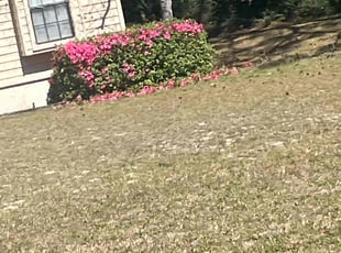 Bush Trimming by Charles Gulley for David S. in Navarre, FL