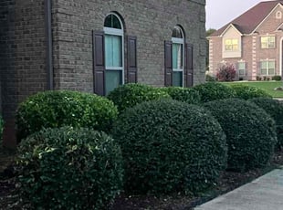 Marvin O.'s Bush Trimming service result
