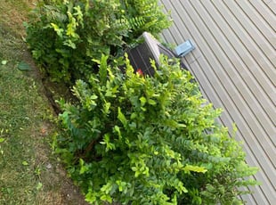 Bush Trimming by Ronald Frieson for Deanettra M. in Indianapolis, IN