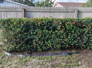 Bush Trimming by Joshua Vandemark for Michael M. in St. Petersburg, FL
