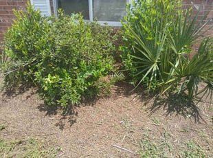 Tammy W.'s Flower Bed Weeding service result