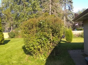 Bush Trimming by Alex Medina for Arsenio N. in Elgin, IL