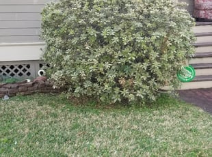 Bush Trimming by Rolando Callejas for Allison S. in Houston, TX