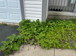 Bush Trimming by Israel Chavez for Deveon J. in Plainfield, IL