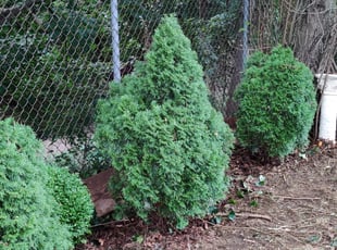 Landscaping by Sean Briddell for Ally G. in Philadelphia, PA