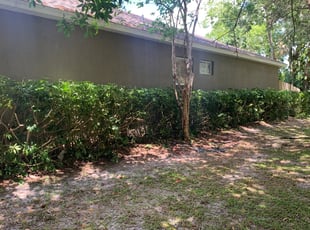 Bush Trimming by Darian Maya for grace S. in Titusville, FL