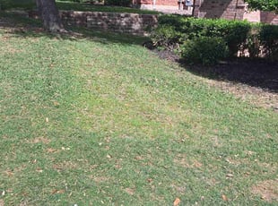 Leaf Removal by Jesus Valencia for Al S. in Frisco, TX
