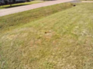 Michelle J.'s Yard Cutting service result