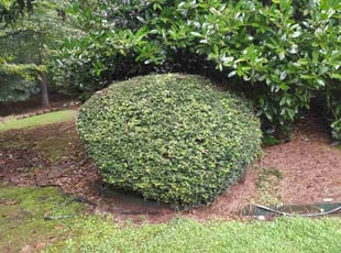 Ashley B.'s Bush Trimming service result
