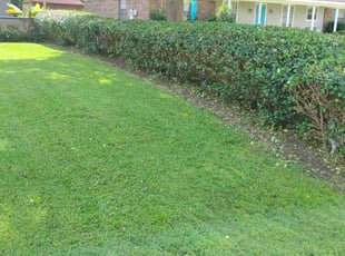 Heather B.'s Bush Trimming service result