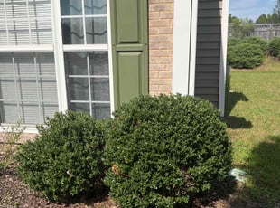 Bush Trimming by Sandra Gutierrez for Michael J. in Raleigh, NC