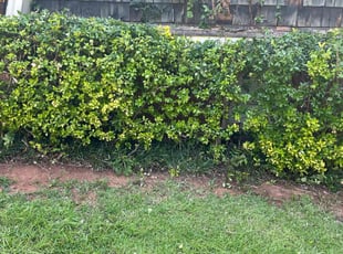 Deborah M.'s Bush Trimming service result