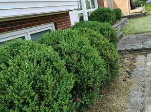 Weeding by Charles Pettit for Josh W. in Louisville, KY
