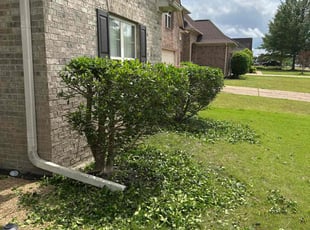 Bush Trimming by Edward Waller for Jasmine T. in Olive Branch, MS