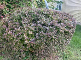 Bush Trimming by David Walton for Todd D. in Columbus, OH