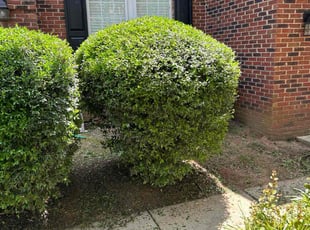 Bush Trimming by Ron Goldshmid for Dolly K. in Charlotte, NC