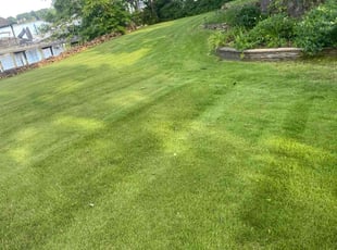 Carmelita G.'s Lawn Service service result