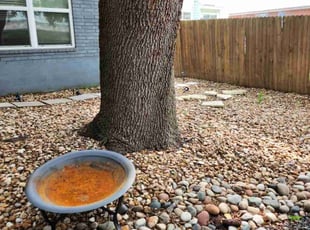 Leaf Removal by Merced Rodriguez for Margaret C. in Austin, TX