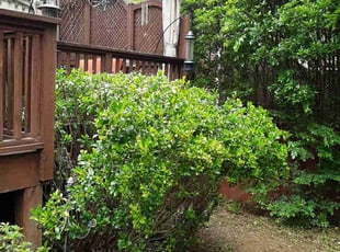 Bush Trimming by Jerry Gross Jr for Shaun H. in Atlanta, GA
