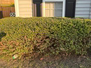 Bush Trimming by Amanda Carter for Stephanie W. in Clayton, NC