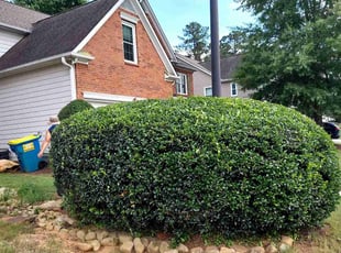 Bush Trimming by Jordan Guerrero for Aravind V. in Marietta, GA
