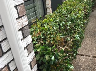 Bush Trimming by Juan Uribe for Tina R. in Dallas, TX