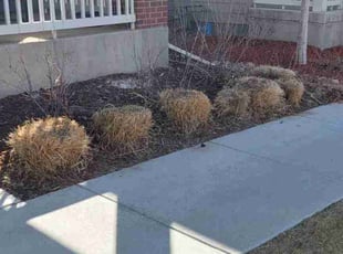 Bush Trimming by Trent Young for Diana D. in Brighton, CO