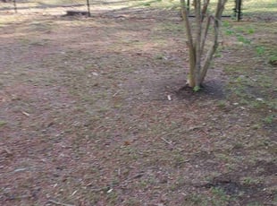 Leaf Removal by Rohan James for Andy H. in Midlothian, VA