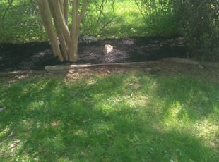 Landscaping by Michael Holland for Tanya .. in Rockville, MD