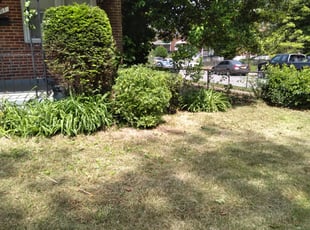 Bush Trimming by Leonard Welsh for Daryl C. in Baltimore, MD