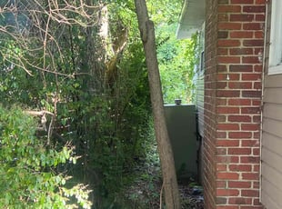 Bush Trimming by Jose Ordonez for Morgan O. in Charlotte, NC