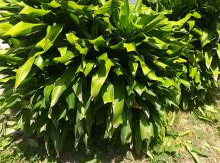 Bush Trimming by Barlington Blye for Susan L. in West Palm Beach, FL