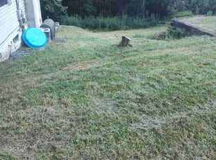 Savannah G.'s Grass Cutting service result