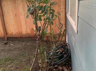 Bush Trimming by Brian Fritts for Jiapeng Z. in Kenmore, WA