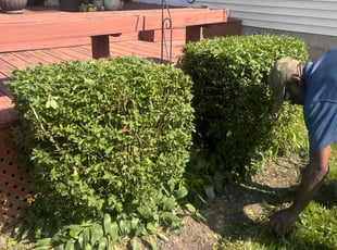 Bush Trimming by Dwayne Galloway for Toya B. in Columbus, OH