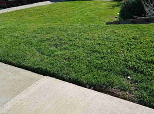 Chendrell T.'s Yard Cutting service result