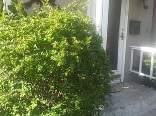 Bush Trimming by Hellen Seon for Dion J. in Roseville, MN