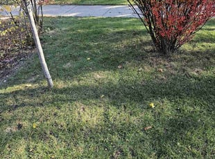 Leaf Removal by Robert Doedy for Karl R. in Milwaukee, WI
