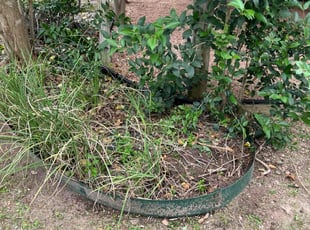 Bush Trimming by Eugene Cervantez for Bruce G. in San Antonio, TX